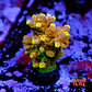 Acropora gold finger - Thumbnail 1