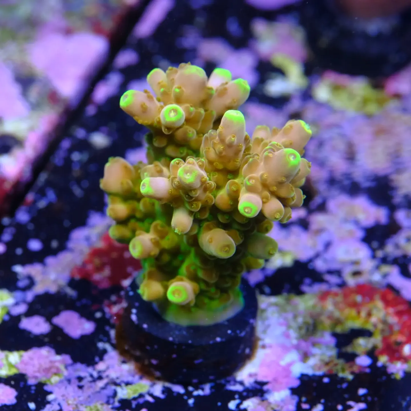Acropora gold finger 2