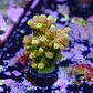 Acropora gold finger - Thumbnail 2