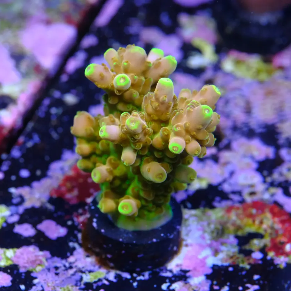 Acropora gold finger 2