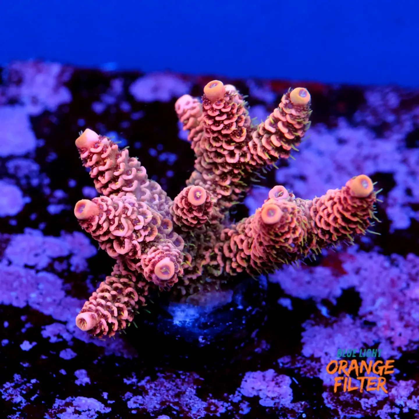 Acropora millepora pink  1