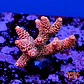 Acropora millepora pink  - Thumbnail 1