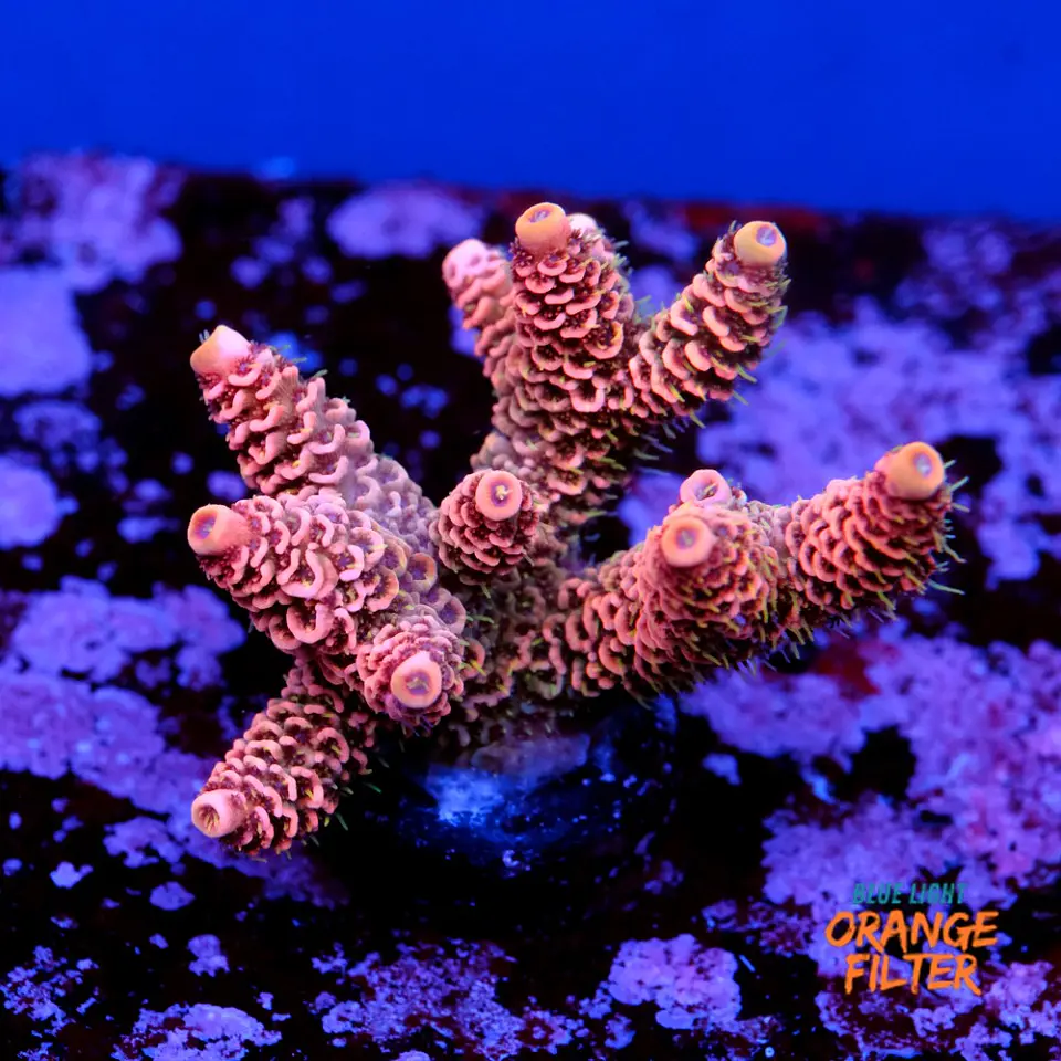 Acropora millepora pink  1