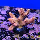 Acropora millepora pink  - Thumbnail 2