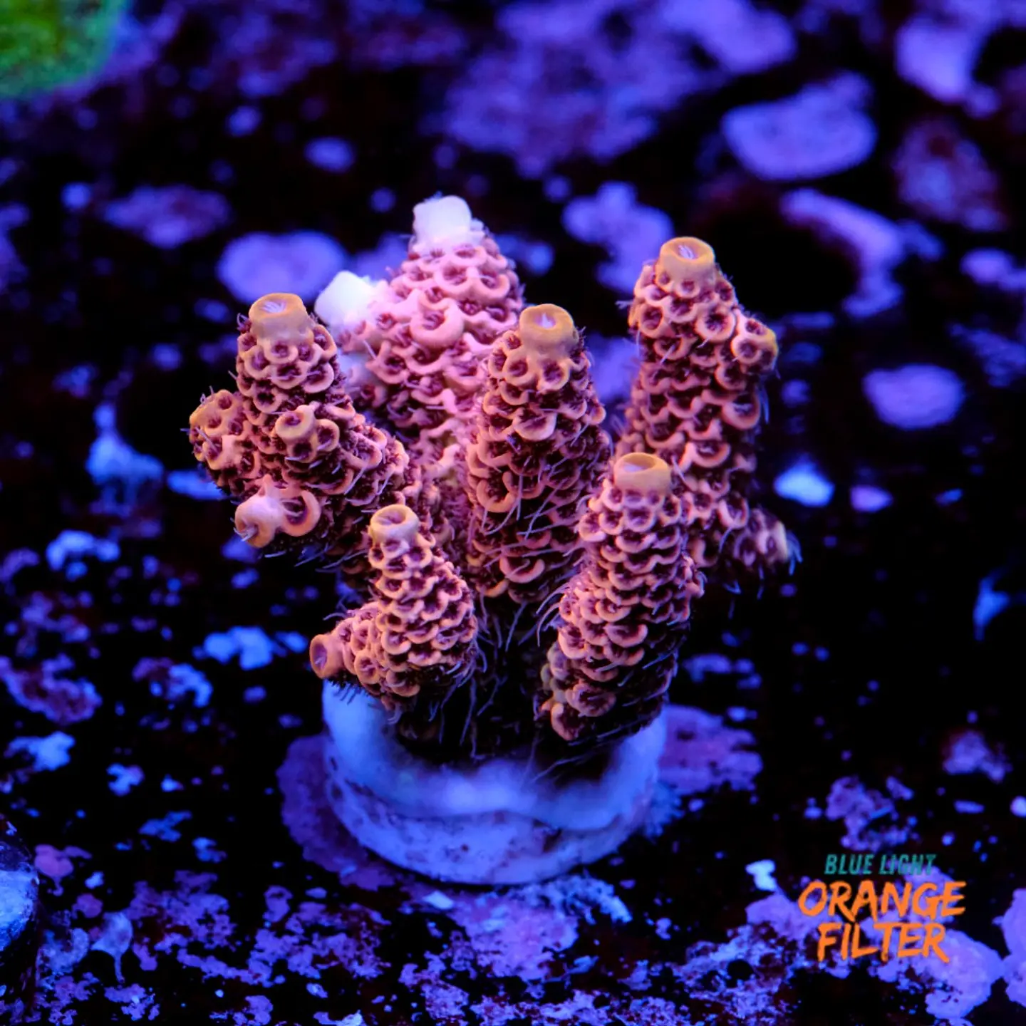 Acropora millepora pink  1