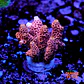 Acropora millepora pink  - Thumbnail 1