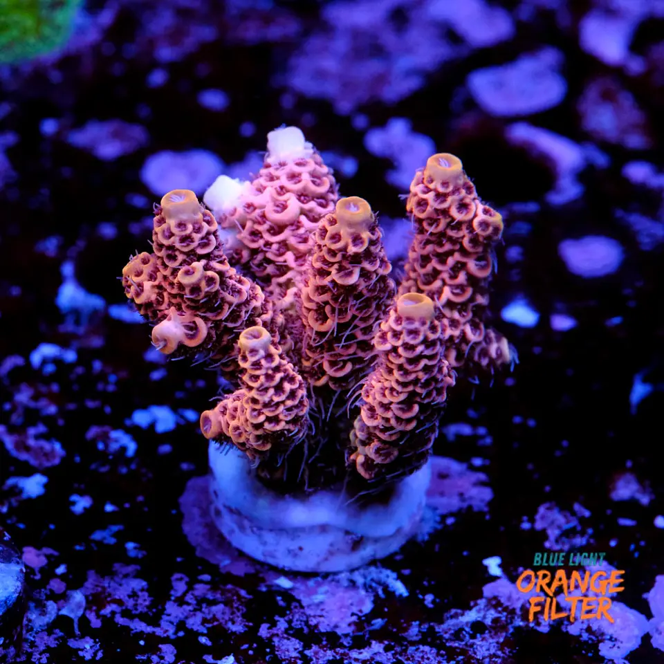 Acropora millepora pink  1