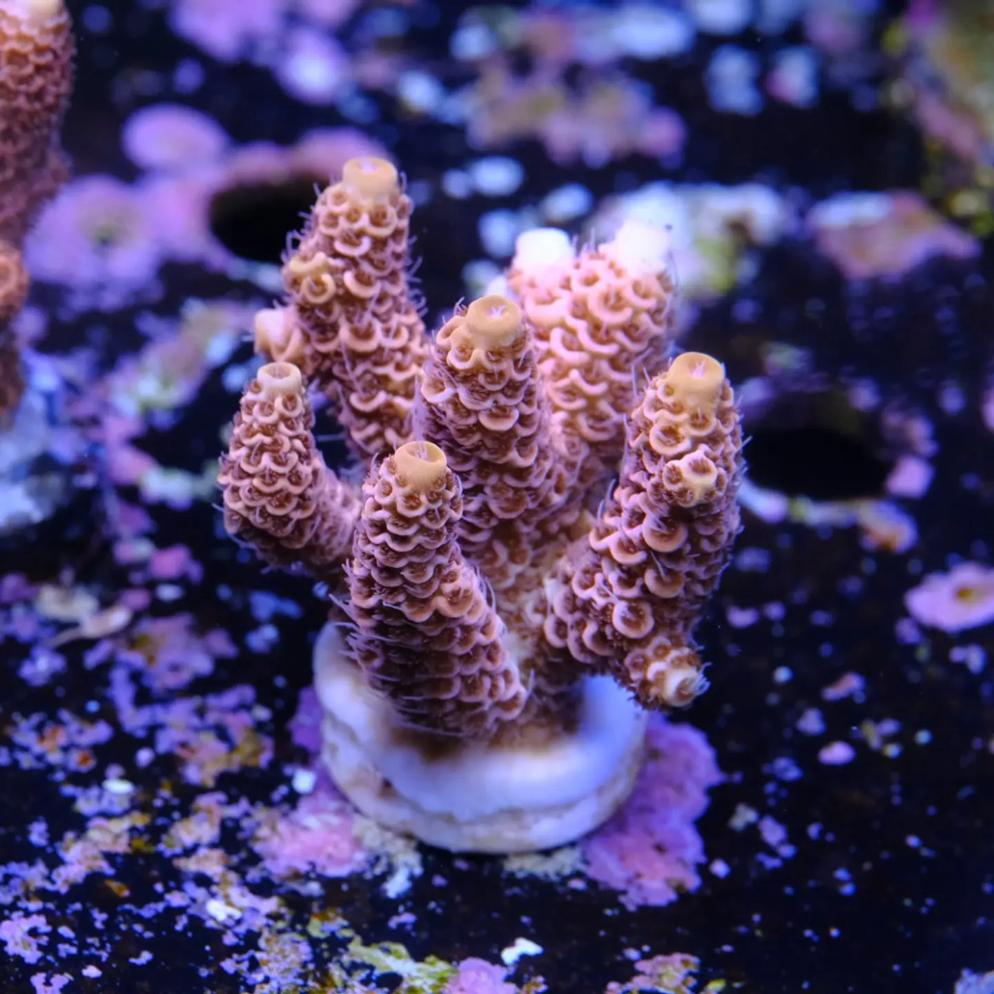 Acropora millepora pink  2