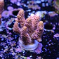 Acropora millepora pink  - Thumbnail 2