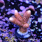 Acropora millepora pink  - Thumbnail 2