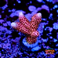 Acropora millepora pink  - Thumbnail 1