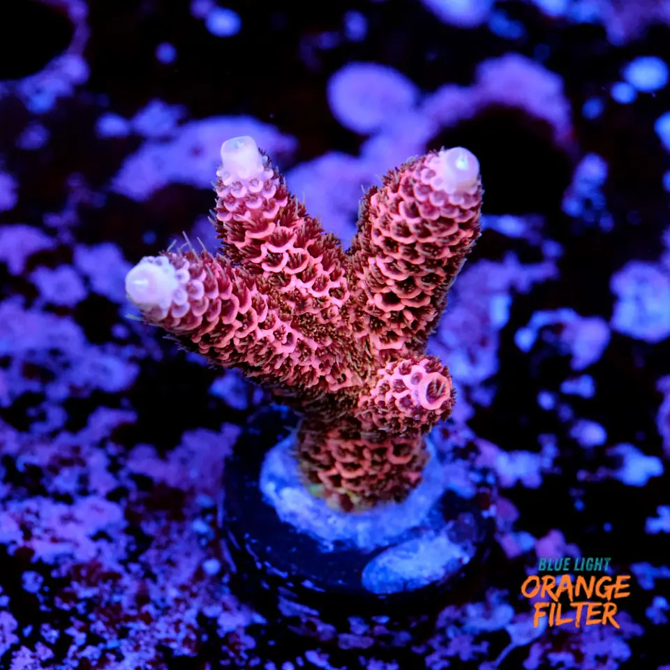Acropora millepora pink  1