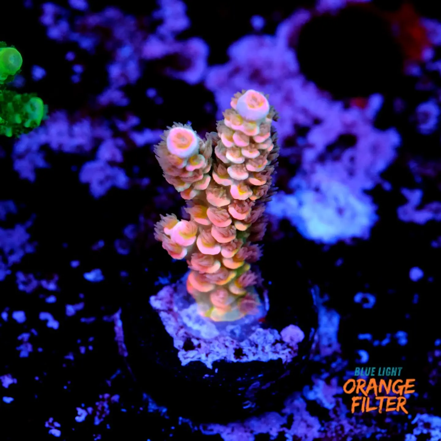 Acropora tenuis rainbow  1