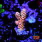 Acropora tenuis rainbow  - Thumbnail 1