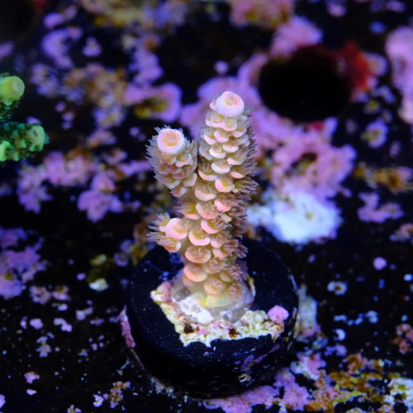 Acropora tenuis rainbow  2