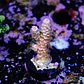 Acropora tenuis rainbow  - Thumbnail 2