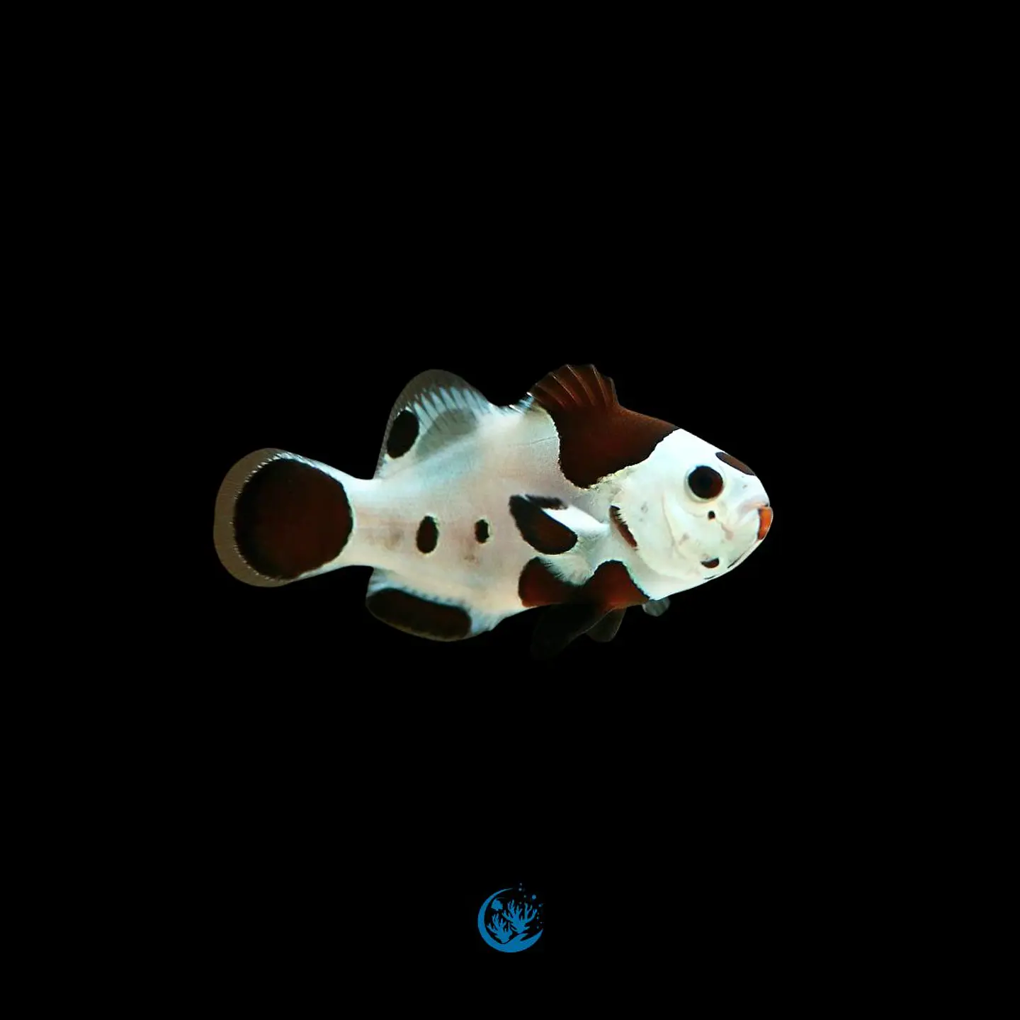 Amphiprion ocellars Mocha storm 1