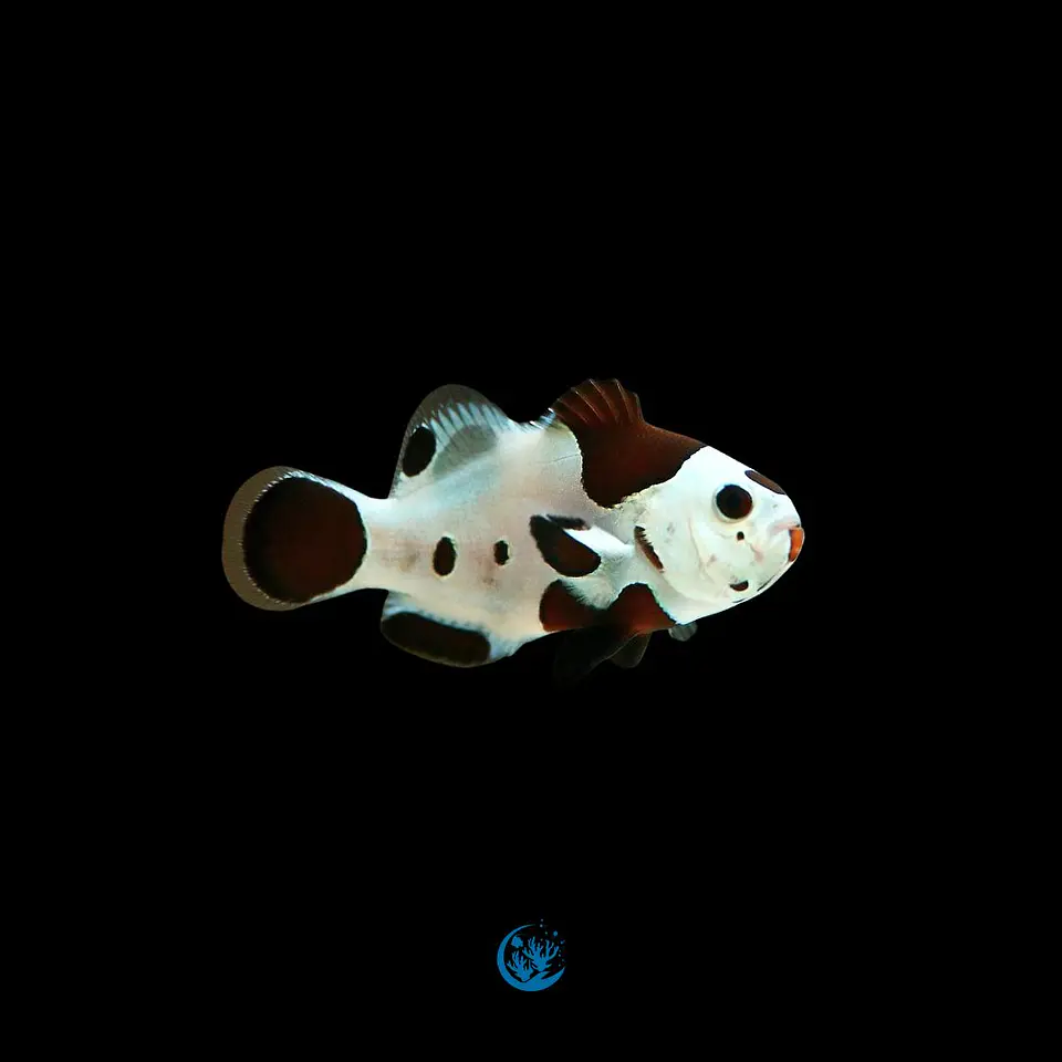 Amphiprion ocellars Mocha storm 1