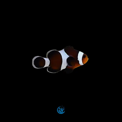 Amphiprion Ocellaris Mocha
