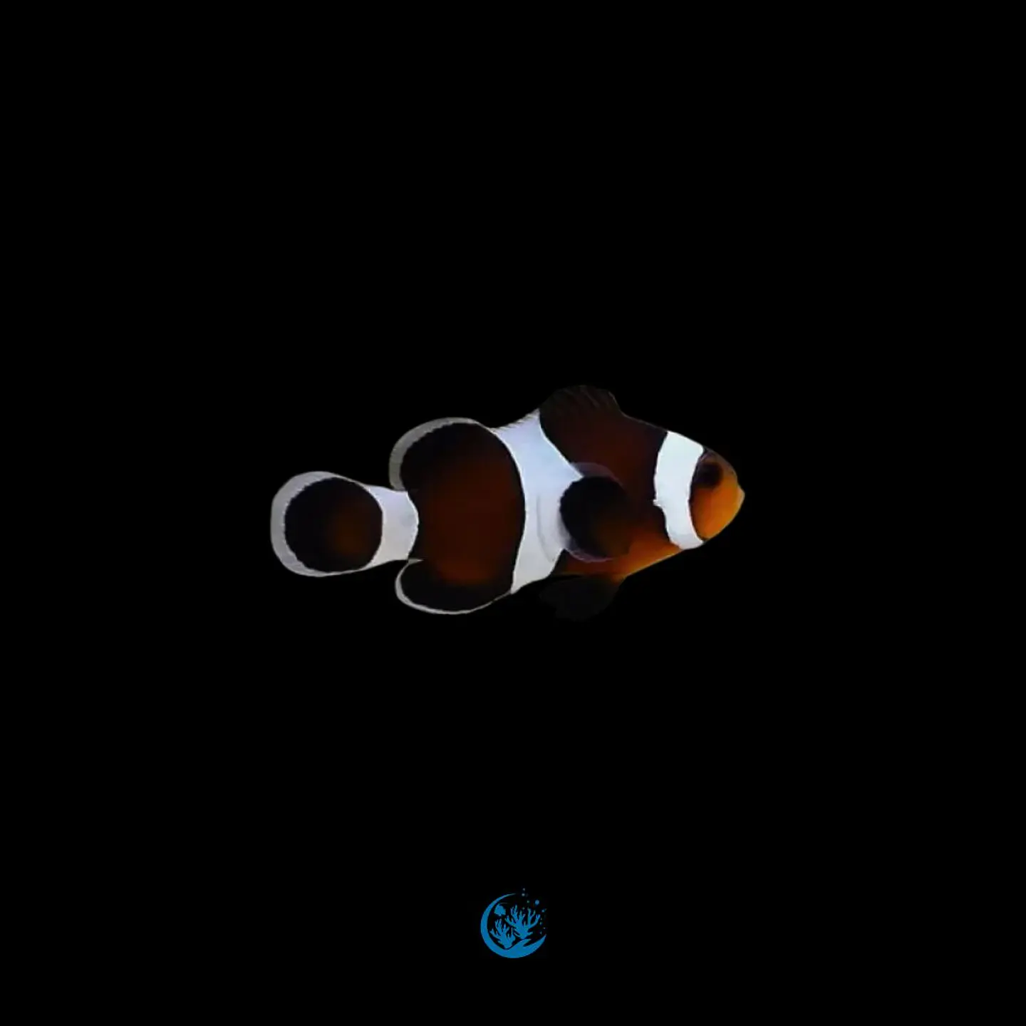 Amphiprion Ocellaris Mocha 1