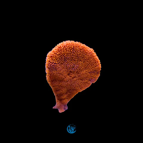 Clathria Rugosa