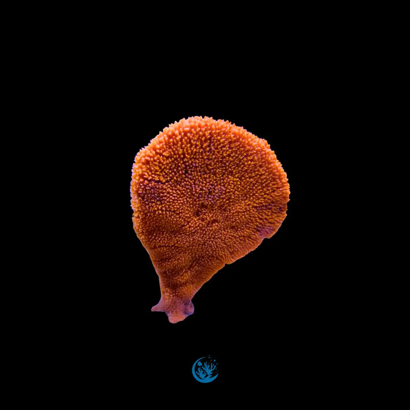 Clathria Rugosa 1