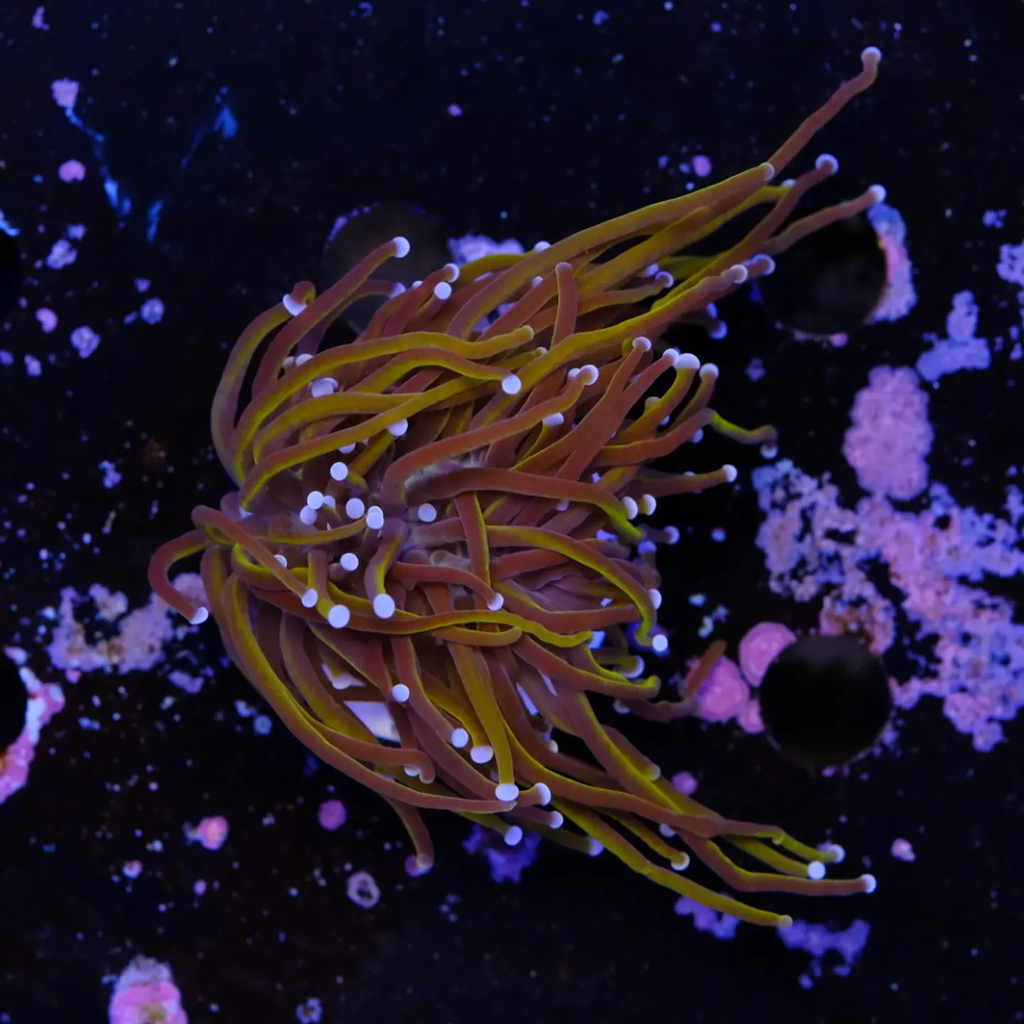 Euphyllia glabrescens gold  2