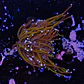 Euphyllia glabrescens gold  - Thumbnail 2