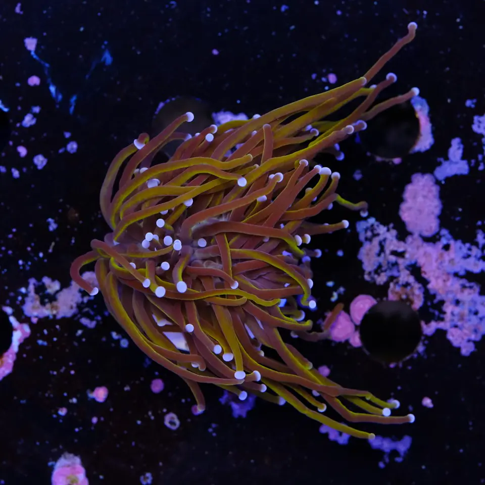 Euphyllia glabrescens gold  2