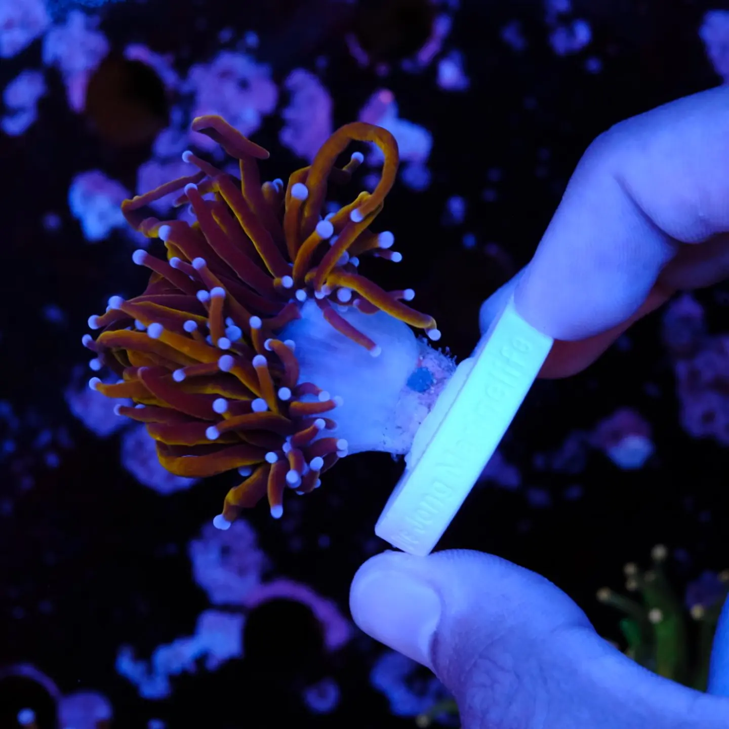 Euphyllia glabrescens gold  3