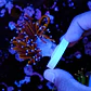 Euphyllia glabrescens gold  - Thumbnail 3