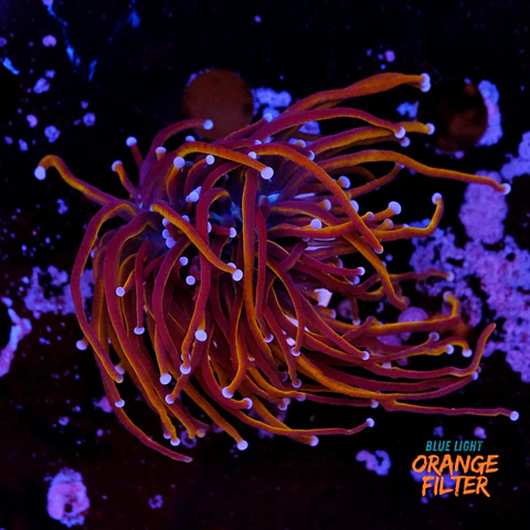 Euphyllia glabrescens gold 