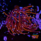 Euphyllia glabrescens gold  - Thumbnail 1