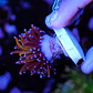 Euphyllia glabrescens gold  - Thumbnail 3