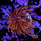 Euphyllia glabrescens gold  - Thumbnail 1