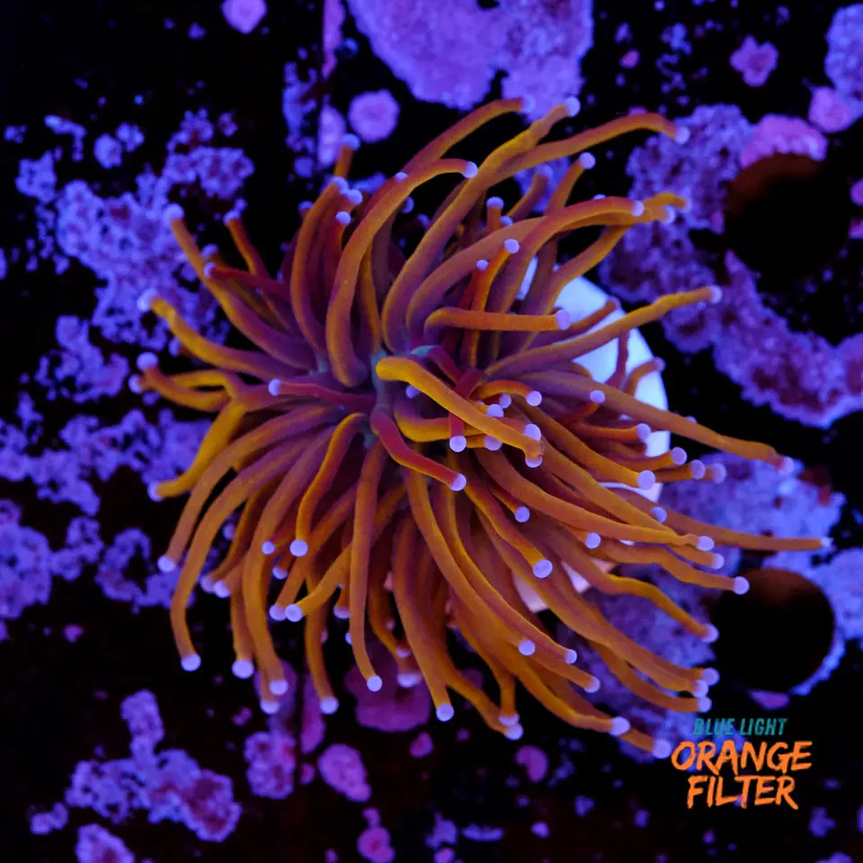 Euphyllia glabrescens gold  1