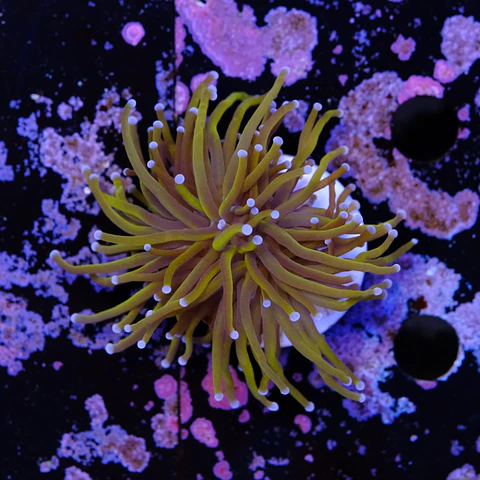Euphyllia glabrescens gold 