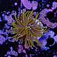 Euphyllia glabrescens gold  - Thumbnail 2