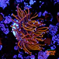Euphyllia glabrescens gold  - Thumbnail 1
