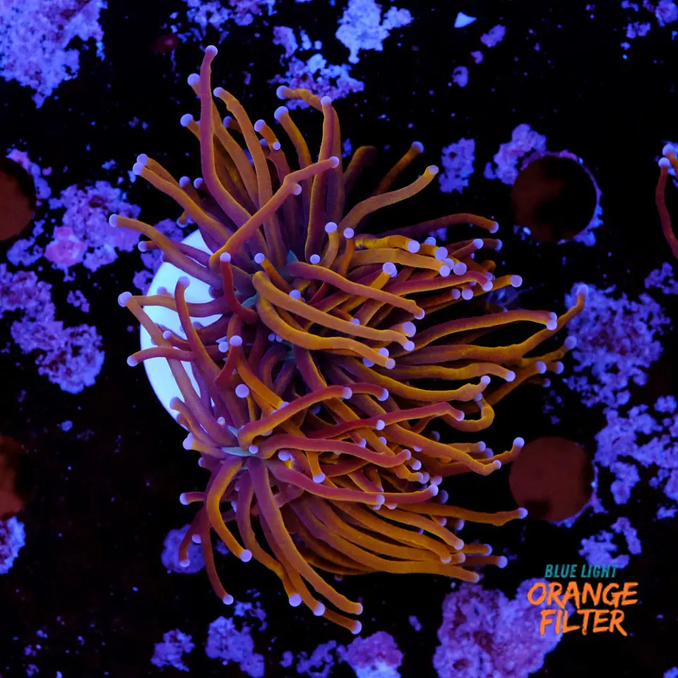 Euphyllia glabrescens gold  1
