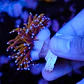 Euphyllia glabrescens gold  - Thumbnail 3