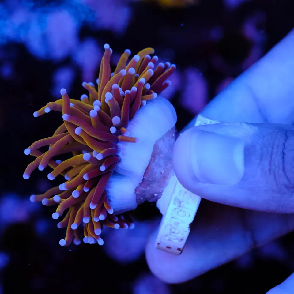 Euphyllia glabrescens gold  3