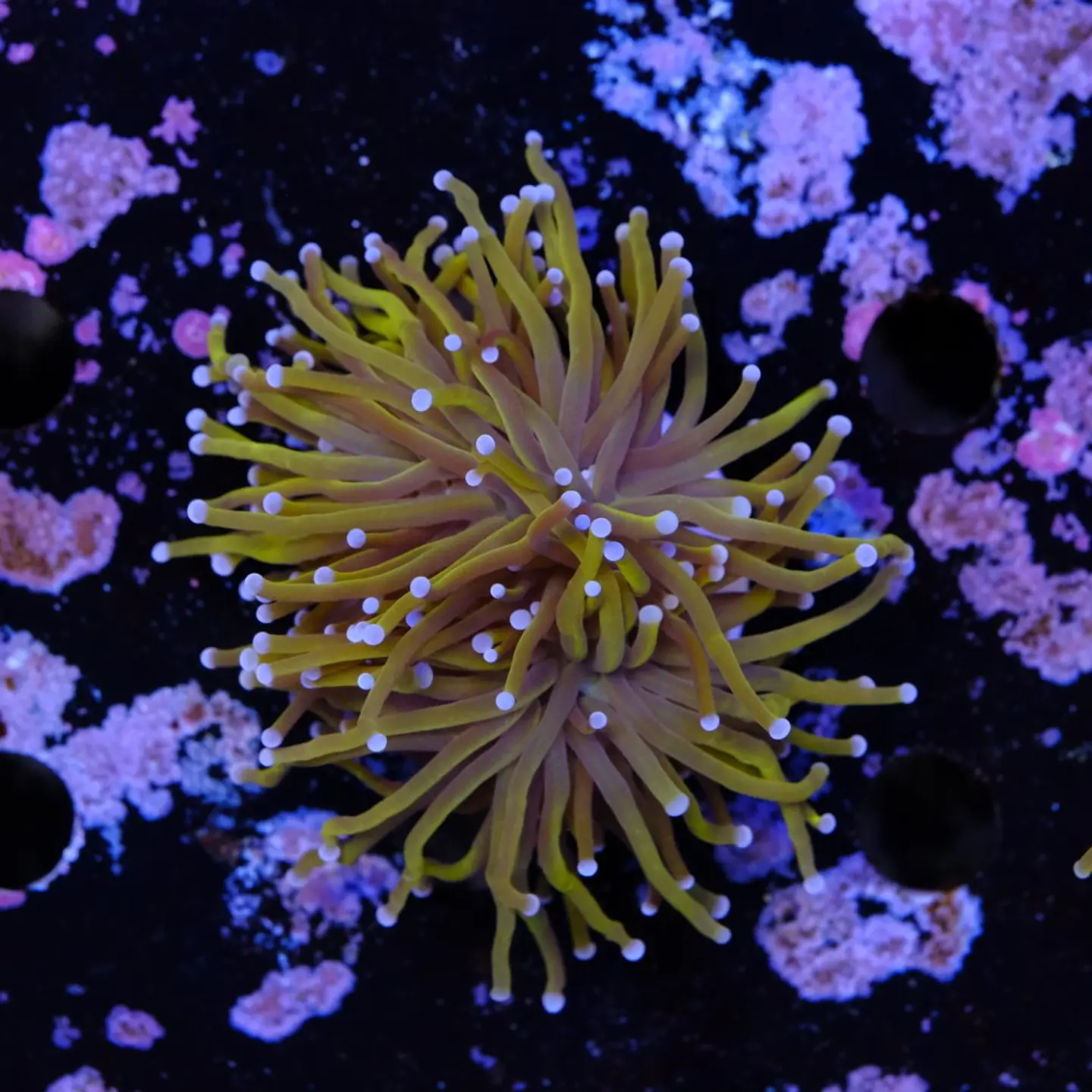 Euphyllia glabrescens gold  2