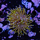 Euphyllia glabrescens gold  - Thumbnail 2