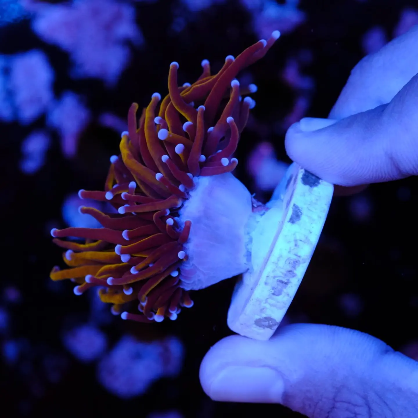 Euphyllia glabrescens gold  3