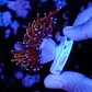 Euphyllia glabrescens gold  - Thumbnail 3