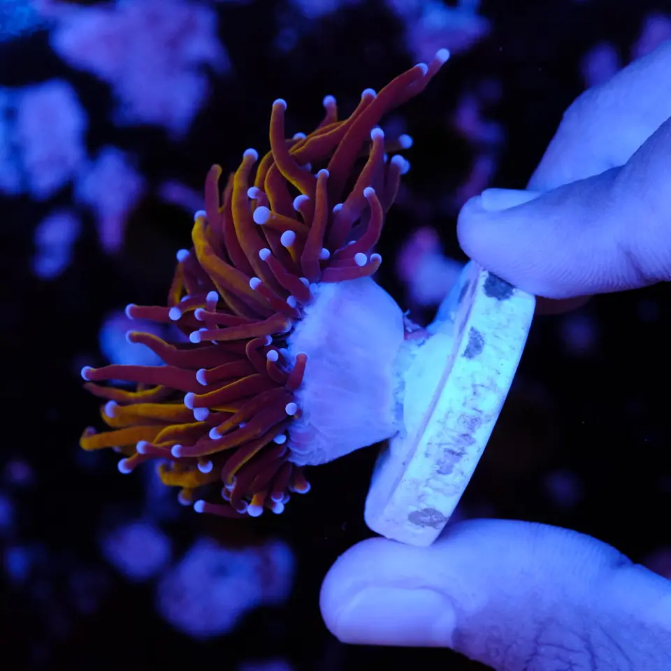 Euphyllia glabrescens gold  3