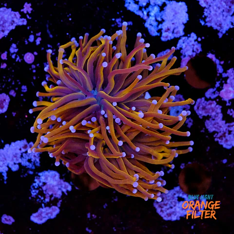 Euphyllia glabrescens gold 