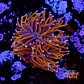 Euphyllia glabrescens gold  - Thumbnail 1
