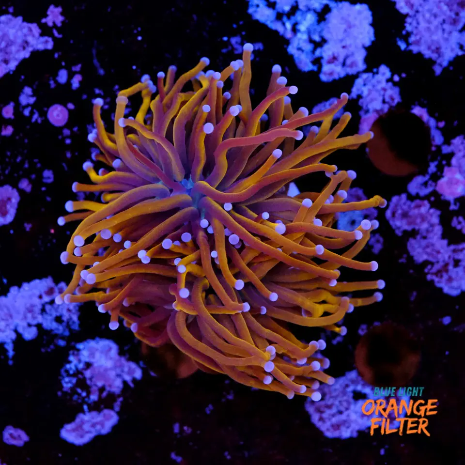 Euphyllia glabrescens gold  1